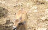 Новости: Придумай имя  детенышу бизона - новости Чебоксары, Чувашия