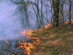 Пожар в лесуНа сельских сходах в Чувашии людей готовят к пожароопасному сезону Минприроды Чувашии 