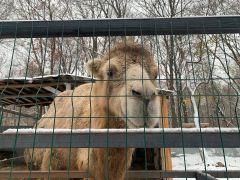 Верблюд Бархан не боится холодов.Холода нам не страшны. Новочебоксарский зоопарк к зиме готов Ельниковская роща 2024 - Год экологической культуры и бережного природопользования 