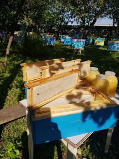 “Сотовая” связь,  или Прогрессивный пчеловод Человек труда пчеловод 