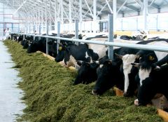 Более 2000 коров голштинской породы содержатся на собственной ферме “Акконд-агро”. Фото автора“Гармония дня” — на первых  позициях рейтинга Роскачества АККОНДМОЛОКО Акконд-агро 