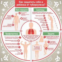 Инфографика ykt.ruДействует тихо, фатально туберкулез Белая ромашка 