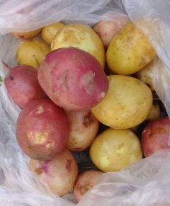 Собрали урожай картофеля, выращенного рассадой. Фото автораКартофель рассадой —  быстрый урожай Опыт картофель 