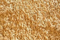 СеменаСемена яровых зерновых и зернобобовых культур в Чувашии засыпали в объеме 102% от потребности развитие АПК 