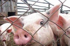 582590.jpgВ Чувашии обнаружена африканская чума свиней африканская чума свиней 