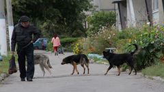В Иванове бродячие собаки чувствуют себя вольготно.   Фото Юрия НикандроваИ страшно, и жалко бродячие собаки 