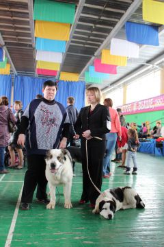  В Новочебоксарске впервые прошли региональная и всероссийская выставки собак всех пород (фото) собаководы ДЮСШ-1 выставка собак выгул собак 