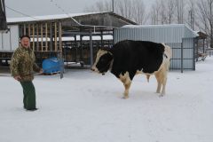 66-летний животновод Юрий Степанов уже 40 лет ухаживает за быками. С Быком все преодолеем. Как пойдет напролом, ничто его не остановит Человек труда Новый год-2020 Год Быка 