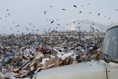 На привезенный мусор первыми налетают птицы. Их не пугают ни машины, ни грохот. Фото автораОдин день из жизни городского мусора вывоз мусора Актуально 