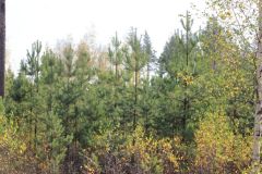 Лес в ЧувашииНа развитие лесного хозяйства Чувашии в 2024 году дополнительно направят около 70 млн рублей Минприроды Чувашии 
