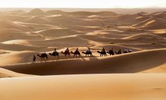 Караваны верблюдов ходят по Алжиру и по сей день, как в начале XX века.Человек на войне. Часть 3.  Из плена домой Первая мировая война Личность в истории 
