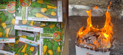  В Чувашии выявлена партия семян перца, зараженных повиликой Россельхознадзор 