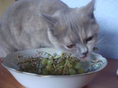Kot_Livien_02.JPGКошка Мася любит виноград Конкурсы редакции Конкурс “Мой кот — суперзвезда” 
