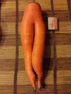 Вот такая морковь выросла в огороде у горожанки Елены Андреевой. Фото автораСовместимость культур  Страна советов Севооборот 