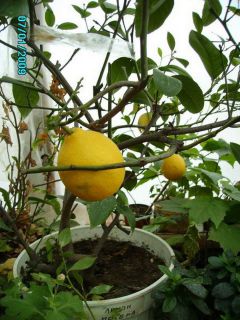 Вот такие лимоны растут  в теплице марии Ильиной.  Фото из личного архива  Марии Ильиной.Бизнес своими руками Дело 