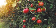  РСХБ: Фермеры-садоводы из Чувашии стали лидерами по урожайности яблок, груш, айвы, собрав 375 центнеров с гектара Россельхозбанк 