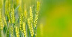  «Аграрная сверхдержава»: РСХБ назвал точки роста АПК на горизонте 2030 года Россельхозбанк развитие АПК 