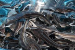 Стерлядь - царская рыбаЧебоксарская и Жигулевская ГЭС выпустили в Волгу 12 тысяч мальков стерляди РусГидро 