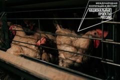 ПтицаЧувашия нарастила экспорт мяса птицы в 2,5 раза в 2022 году международный экспорт из Чувашии 