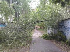Ураган, обрушившийся на Чувашию, деревья не щадил.  Фото из “Одноклассников”Почему дорожает дизтопливо? соцсети 