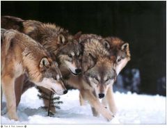 Wolves_photos_045-1212x927.jpgВ Чувашии волки стали нападать на домашний скот