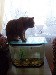 Наби  с удовольствием наблюдает за рыбками в аквариуме Конкурсы редакции Конкурс “Мой кот — суперзвезда” 
