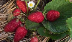  «Мы видим хорошие перспективы в импортозамещении ягодной продукции»: чувашский фермер рассказал о целях своей работы Россельхозбанк 