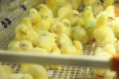 В феврале 2015 года планируется запустить 5 птичников, каждый из которых рассчитан на 88,2 тыс. голов птицы кросса «Хаббард»В Чувашии Агрохолдинг «Юрма» реализует инвестпроект стоимостью 4,5 млрд. рублей сельское хозяйство Чувашии 