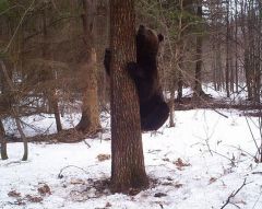 Фотоловушка: медведьЗапасной карман жизни на Суре Присурский заповедник 