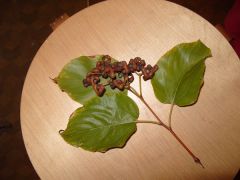 ghovieniia01.JPGКонфетное дерево посадите на окне конфетное дерево говения 