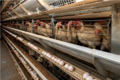 ПтицефабрикаВ Чувашии выросло поголовье птиц и производство яиц развитие АПК 