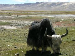 В "Радуге" открывается фотовыставка "Тибет - Крыша мира" фотовыставка Тибет 