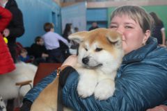 Всероссийская выставка собак прошла в Новочебоксарске выставка собак 