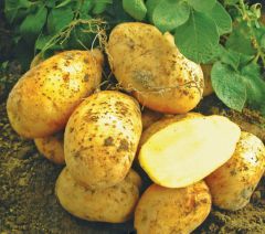 Элитный белорусский  картофель Садовод картофель 