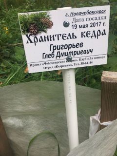 В Ельниковской роще в прошлом году благодаря проекту “Чебоксарские кедры” появилась аллея кедров. Фото автораЧто там под снегом? Среда обитания 