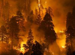 liesnyie_pozhary.jpgПлощадь лесных пожаров превысила показатели 2010 года в 3 раза лесные пожары 