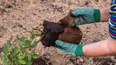 В теплицеВ 2022 году в Чувашии построили три теплицы для выращивания сеянцев с закрытой корневой системой теплицы 