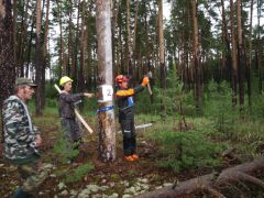  В Заволжье определили самых точных и профессиональных вальщиков леса вальщик леса лесник Заволжье 