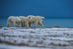  В форуме "Арктика. Лёд тронулся" линейки Росмолодёжь.События  примет участие активная молодежь Чувашской Республики​​​​.​