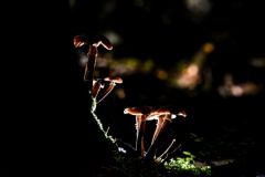 Фото: Константин Чалабов / РИА НовостиАномальная зима принесла грибы в российские леса Погода 