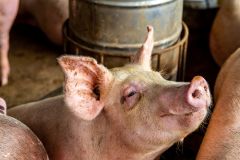 Внеплановая проверка ждет животноводовЖивотноводов России внепланово проверят для профилактики АЧС африканская чума свиней 