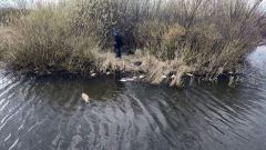 В водоеме Батырева произошла массовая гибель рыбы