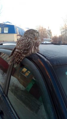 В Новочебоксарске сова целый час просидела на крыше автомобиля птицы в городе 