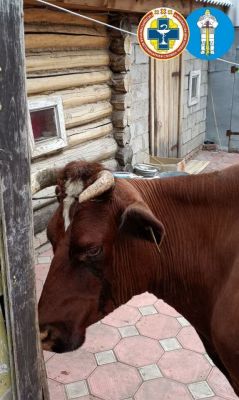 В 80 лет корову уложила Грани в Сети 