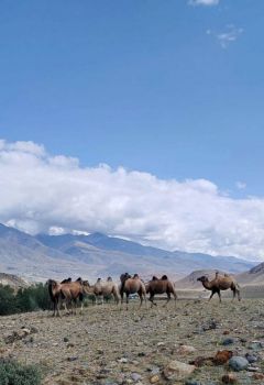 Верблюды в Кызыл-Чине.Алтай золотоносный Путешествуем по России алтайский край 