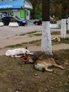 На “Каблучке” собаки отдыхают.  Фото автораИ страшно, и жалко бродячие собаки 