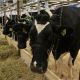 В Чувашии вырос средний надой молока на одну корову