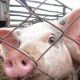 В Чувашии обнаружена африканская чума свиней африканская чума свиней 