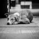 В Чувашии утвердили меры административной ответственности за нарушение доптребований к содержанию домашних животных