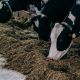 Господдержку самозанятым ЛПХ на осеменение коров скорректировали в Чувашии